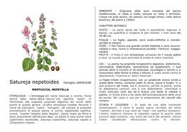 Satureja Nepetoides Famiglia LAMIACEAE Quello Della Menta, Numerosi Piatti Di Carne, Pesce E Funghi