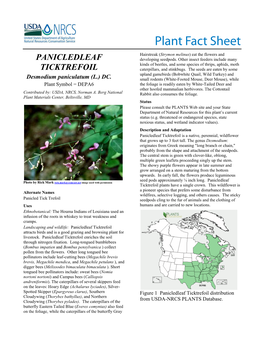 Panicledleaf Ticktrefoil (Desmodium Paniculatum) Plant Fact Sheet