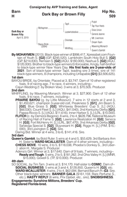 Dark Bay Or Brown Filly Barn H Hip No