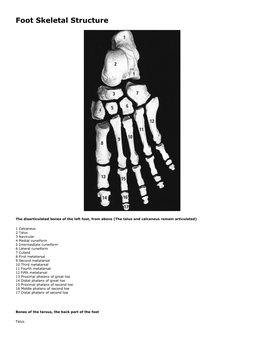 Skeletal Foot Structure
