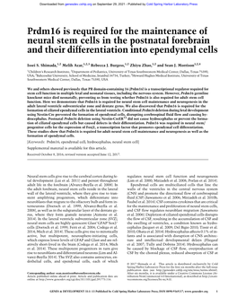 Prdm16 Is Required for the Maintenance of Neural Stem Cells in the Postnatal Forebrain and Their Differentiation Into Ependymal Cells