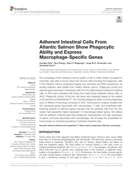 Adherent Intestinal Cells from Atlantic Salmon Show Phagocytic Ability and Express Macrophage-Speciﬁc Genes