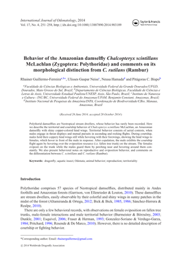 Behavior of the Amazonian Damselfly Chalcopteryx Scintillans Mclachlan