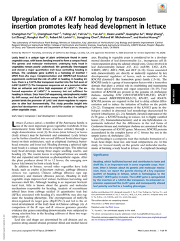 Upregulation of a KN1 Homolog by Transposon Insertion Promotes Leafy Head Development in Lettuce