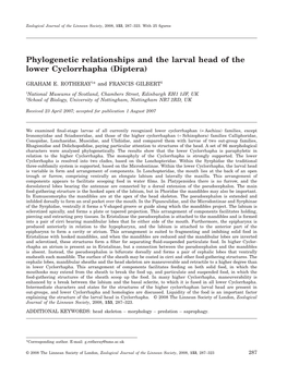Phylogenetic Relationships and the Larval Head of the Lower Cyclorrhapha (Diptera)