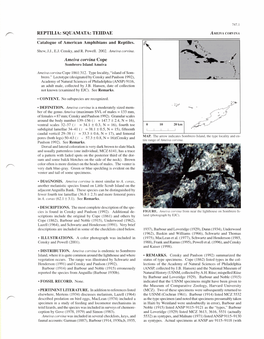 REPTILIA: SQUAMATA: TEIIDAE AMEIVA CORVINA Ameiva Corvina