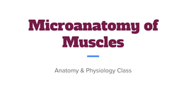 Microanatomy of Muscles