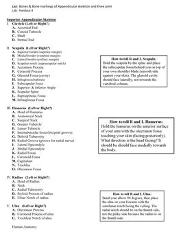 List: Bones & Bone Markings of Appendicular Skeleton and Knee