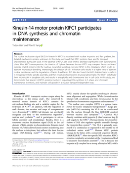 Kinesin-14 Motor Protein KIFC1 Participates in DNA Synthesis and Chromatin Maintenance Ya-Lan Wei1 and Wan-Xi Yang 1