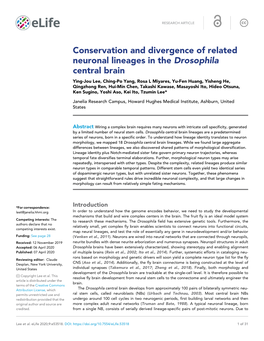 Conservation and Divergence of Related Neuronal Lineages in The