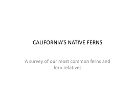 California's Native Ferns