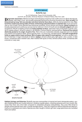 Gymnuridae 575