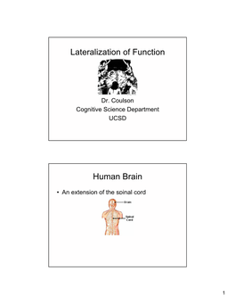 Lateralization of Function Human Brain