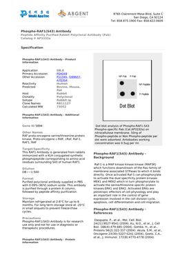 Phospho-RAF1(S43) Antibody Peptide Affinity Purified Rabbit Polyclonal Antibody (Pab) Catalog # Ap3332a