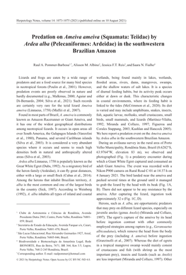 Predation on Ameiva Ameiva (Squamata: Teiidae) by Ardea Alba (Pelecaniformes: Ardeidae) in the Southwestern Brazilian Amazon