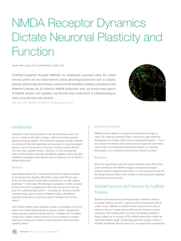 NMDA Receptor Dynamics Dictate Neuronal Plasticity and Function