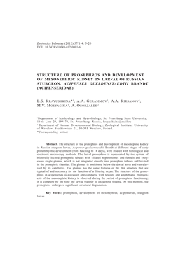 Structure of Pronephros and Development of Mesonephric Kidney in Larvae of Russian Sturgeon, Acipenser Gueldenstaedtii Brandt (Acipenseridae)