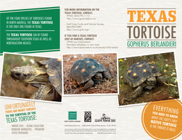 Texas Tortoise