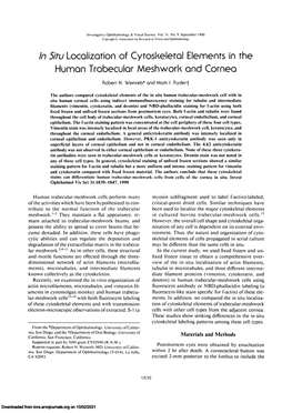 In Situlocalization of Cytoskeletal Elements in the Human Trabecular