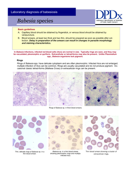 Babesia Species