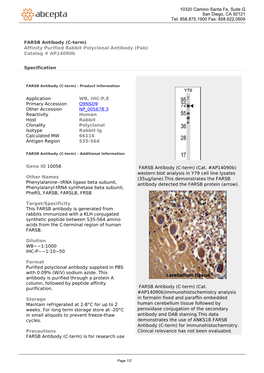 FARSB Antibody (C-Term) Affinity Purified Rabbit Polyclonal Antibody (Pab) Catalog # Ap14090b