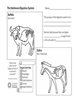 The Herbivore Digestive System Buffalo Zebra