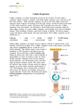 Cellular Respiration +