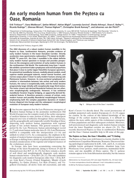 An Early Modern Human from the Pes¸Tera Cu Oase, Romania