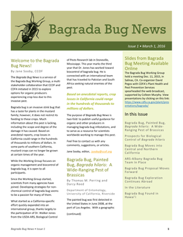 Bagrada Bug, Painted Bug, Bagrad