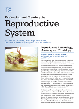 Evaluating and Treating the Reproductive System