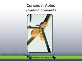 Coriander Aphid Hyadaphis Coriandri