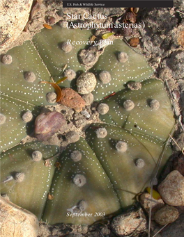 Star Cactus (Astrophytum Asterias)