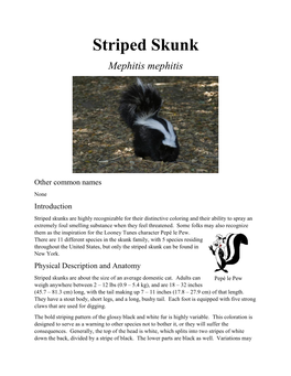 Striped Skunk Mephitis Mephitis