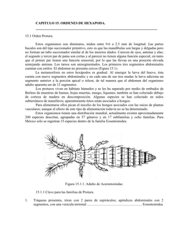 Phylum Arthorpoda