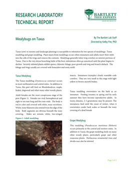 Mealybugs on Taxus by the Bartlett Lab Staff Directed by Kelby Fite, Phd