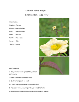 Common Name- Bilayat Botanical Name- Sida Ovata