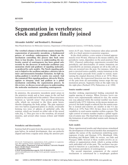 Segmentation in Vertebrates: Clock and Gradient Finally Joined