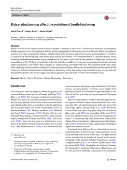 Elytra Reduction May Affect the Evolution of Beetle Hind Wings