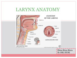 Larynx Anatomy