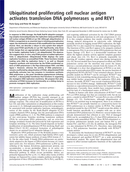 Ubiquitinated Proliferating Cell Nuclear Antigen Activates Translesion DNA Polymerases ␩ and REV1