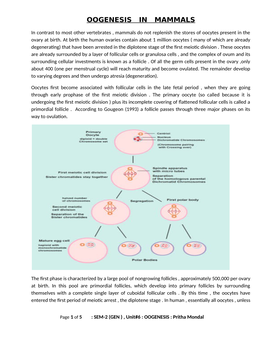 Oogenesis in Mammals