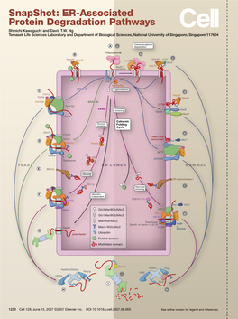 Snapshot: ER-Associated Protein Degradation Pathways Shinichi Kawaguchi and Davis T.W