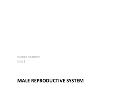 MALE REPRODUCTIVE SYSTEM Male Reproduc�Ve System