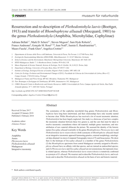 Plethodontohyla Laevis (Boettger, 1913) and Transfer of Rhombophryne Alluaudi (Mocquard, 1901) to the Genus Plethodontohyla (Amphibia, Microhylidae, Cophylinae)