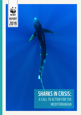 Sharks in Crisis: a Call to Action for the Mediterranean