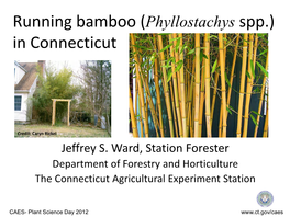 Running Bamboo (Phyllostachys Spp.) in Connecticut