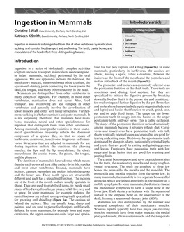 Ingestion in Mammals Introductory Article