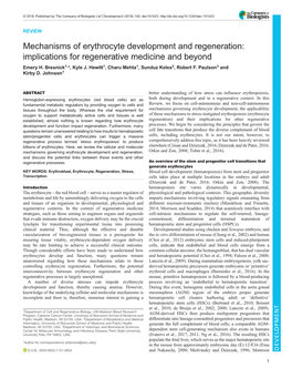 Mechanisms of Erythrocyte Development and Regeneration: Implications for Regenerative Medicine and Beyond Emery H