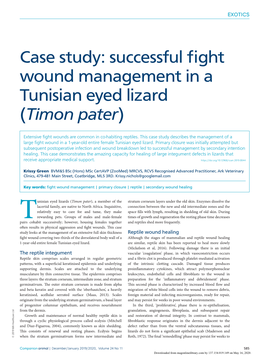Successful Fight Wound Management in a Tunisian Eyed Lizard (Timon Pater)