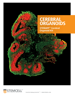 BR27069-Stemdiff™ Cerebral Organoid